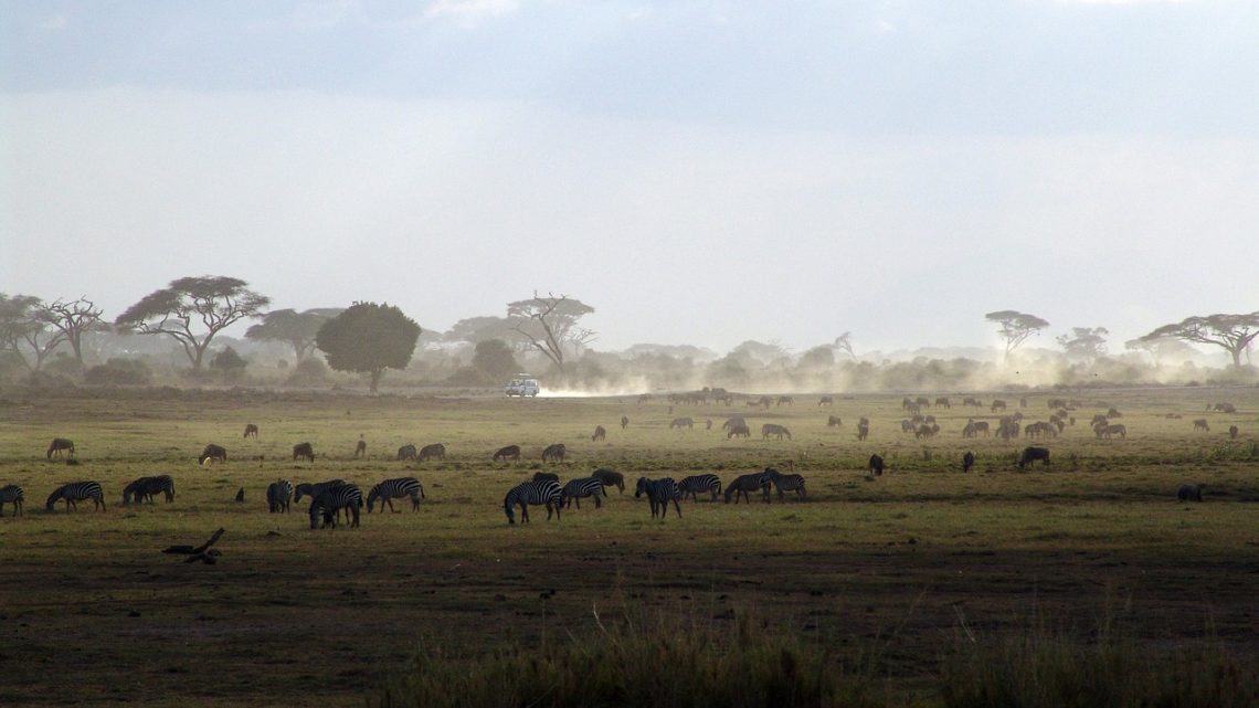 Guide complet pour votre voyage au Kenya