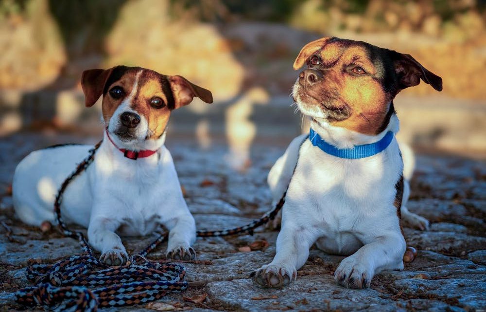 Comment bien choisir un collier ou harnais pour votre chien : conseils pratiques