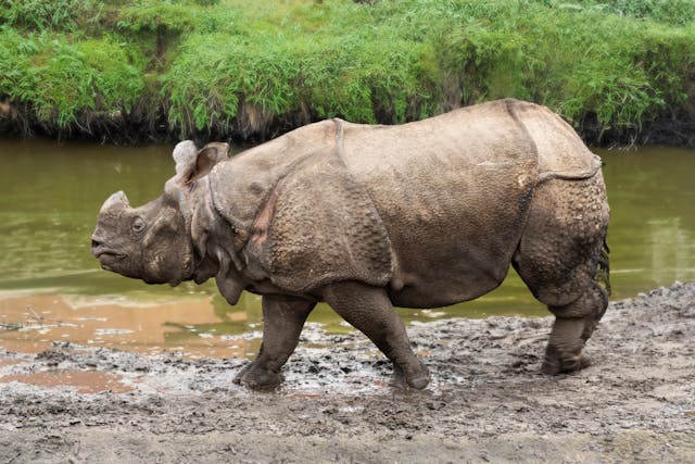 Les animaux les plus rares du monde : guide des lieux d’observation