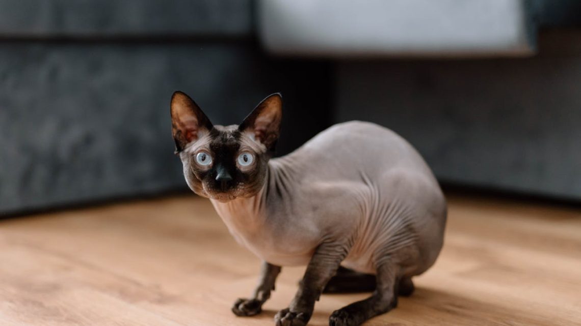 Les races de chats les plus curieuses : leurs caractéristiques fascinantes