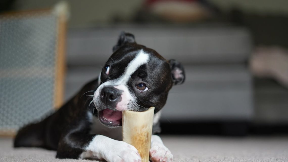 Les avantages d’un régime alimentaire cru pour votre chien