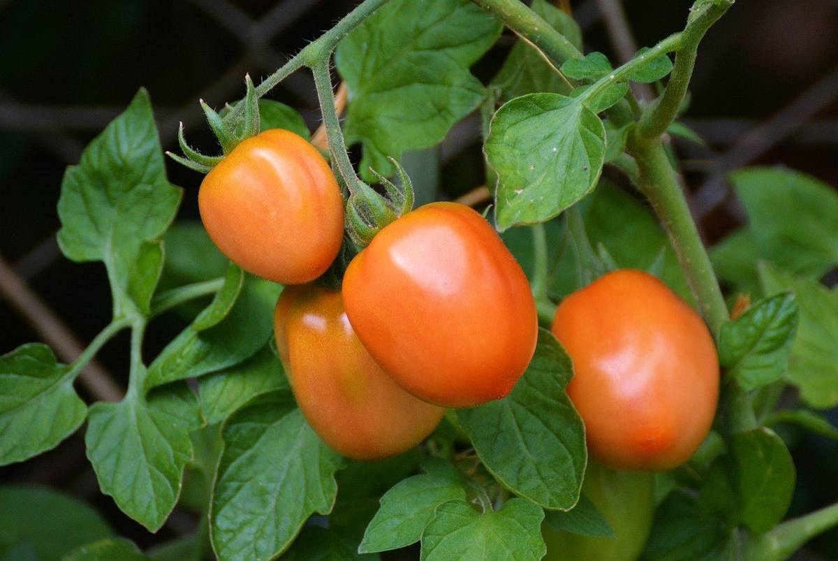 Tomates mûres sur une tige, feuilles environnantes, jardin Tomates mûres sur une tige, feuilles environnantes, jardin