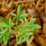 Jeune plant avec feuilles palmées pousse sur paillis de bois